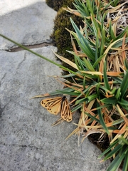 Setina aurita