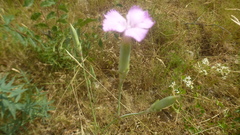 Dianthus longicaulis