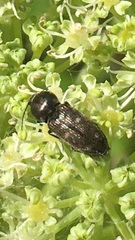 Paracardiophorus