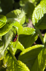 Merhynchites wickhami