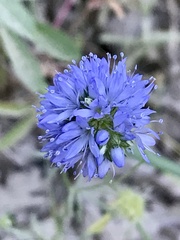 Gilia capitata pacifica