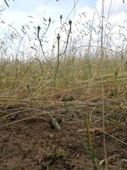 Arnoseris minima