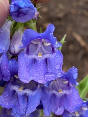 Penstemon glaber