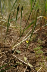 Arnoseris minima