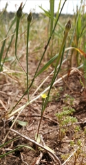 Arnoseris minima