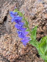 Penstemon glaber