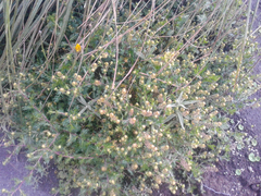 Lepidium bipinnatifidum