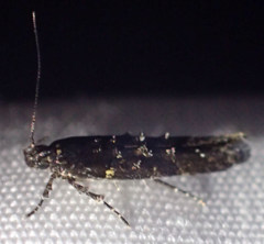 Telphusa sedulitella