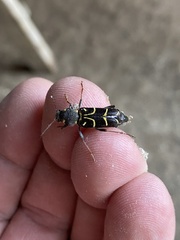 Xylotrechus antilope