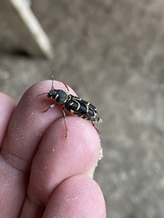 Xylotrechus antilope