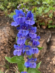Penstemon glaber