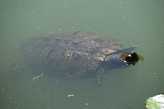 Trachemys scripta