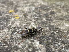Xylotrechus antilope