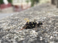 Xylotrechus antilope
