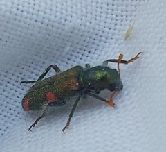 Trichodes quadriguttatus