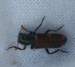 Trichodes quadriguttatus