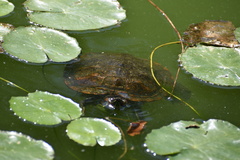 Trachemys scripta