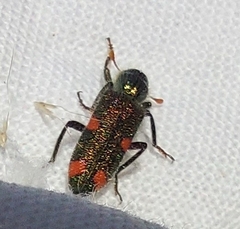 Trichodes quadriguttatus