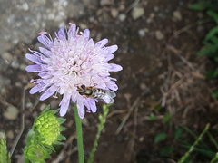 Lapposyrphus lapponicus