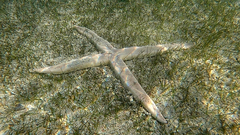 Archaster