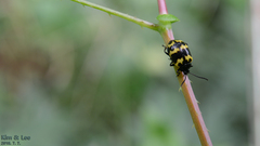 Gallerucida bifasciata