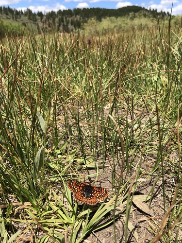 iNaturalist observation photo of Edith's Checkerspot