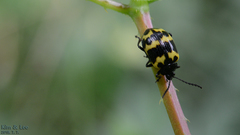 Gallerucida bifasciata