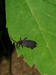 Polemius laticornis