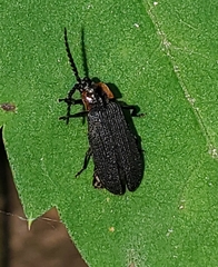 Polemius laticornis