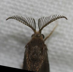 Cryptothelea nigrita