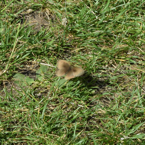 Meadow brown