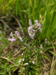 Stachys iberica