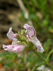 Stachys iberica