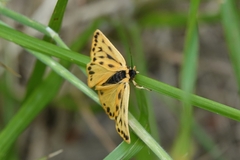Setina aurita