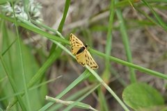 Setina aurita