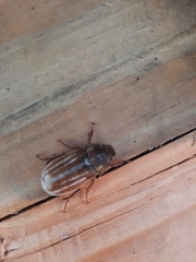 Polyphylla occidentalis