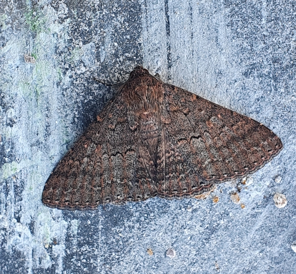 Lawson's Night Moth