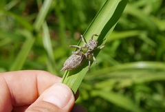 Orthetrum cancellatum