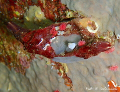 Microcosmus nudistigma