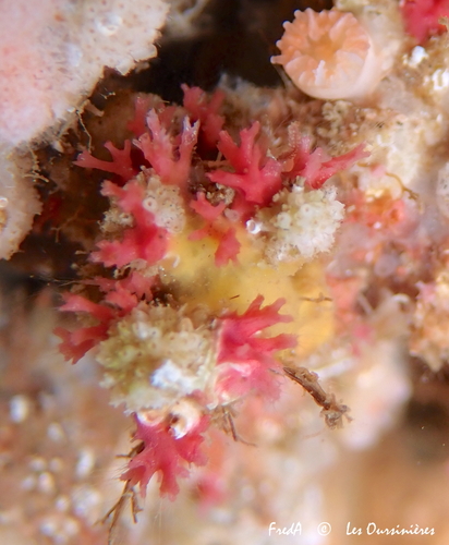 Miniacina miniacea