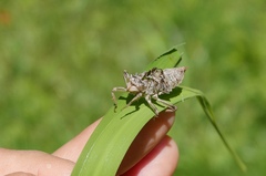 Orthetrum cancellatum