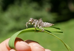 Orthetrum cancellatum