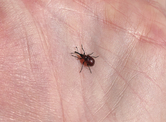 Merhynchites wickhami