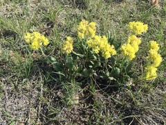Eriogonum flavum flavum