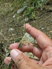 Galium tenuissimum