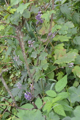 Aconitum moldavicum