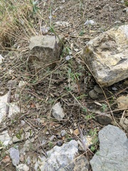 Galium tenuissimum