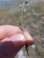 Helianthemum oelandicum