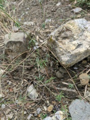 Galium tenuissimum