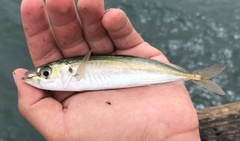 Trachurus symmetricus